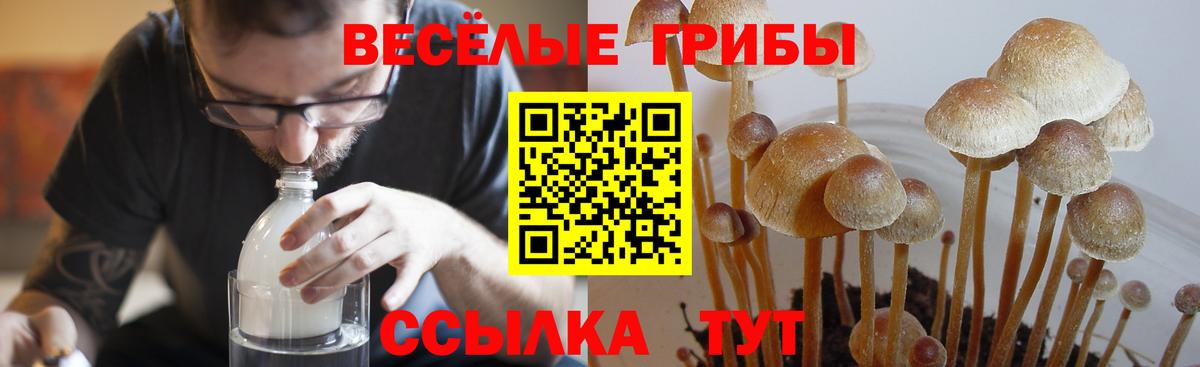 Псилоцибиновые грибы Cubensis  наркошоп  Нижнекамск  Вход с VPN 